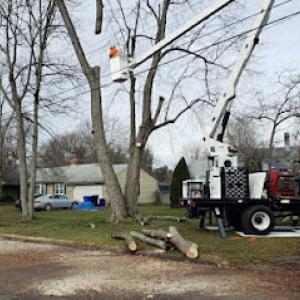 LaPila Arborists & Design