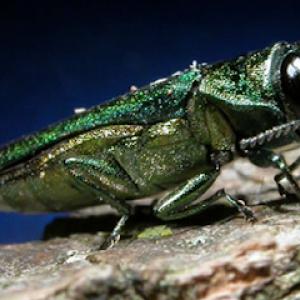 American Patriot Tree Services