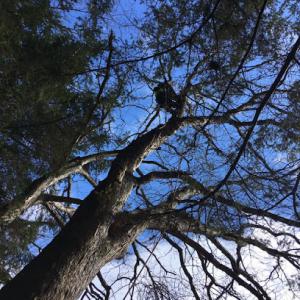 Mountain Tree Service