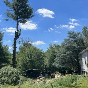 Briggs Tree Service & Landscaping