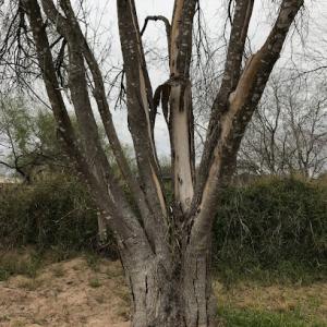 McAllen Tree Service