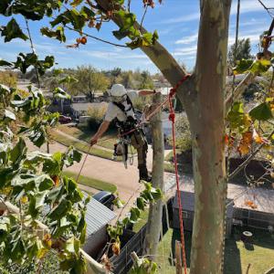 Full Circle Tree Service