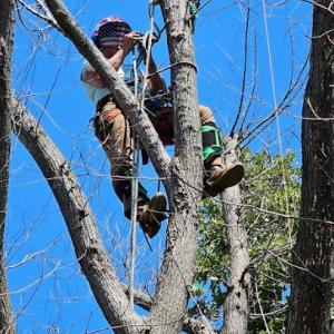 Shain's Tree & Stump