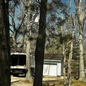 Robert Brown Tree Services