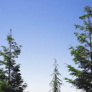 El Paso Tree Service