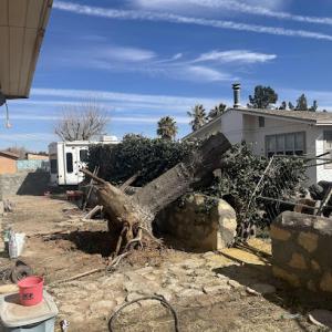 El Paso Tree Removal