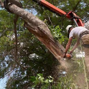 Charlie's Tree Service