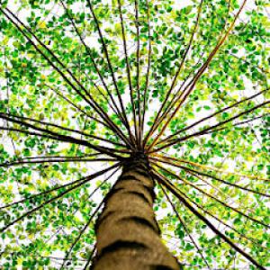 Southern Cut Tree Service