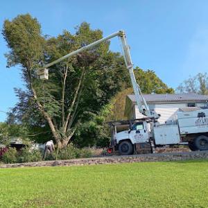North Woods Tree Service