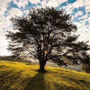 GE Tree Service