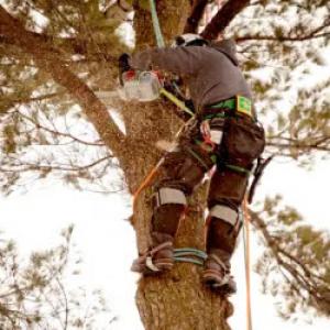 M & S Tree & Lawn Service