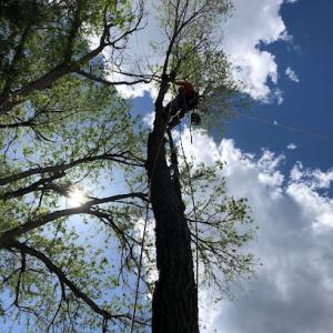 Western Cut Tree Care