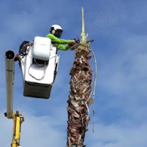 Elite Tree Service Lehigh Acres