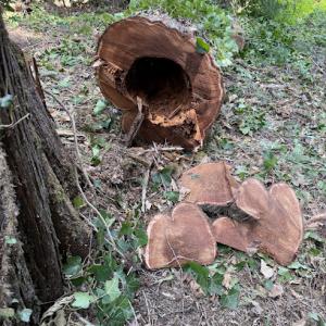 Jacintos Tree Service