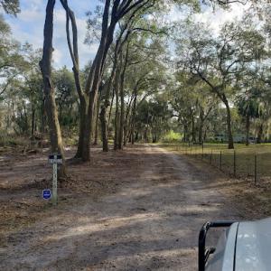 Whites tree services