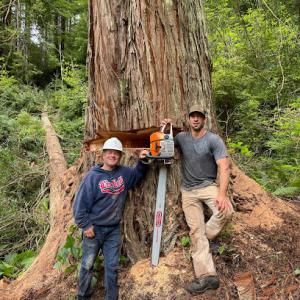 Dan Collings Tree Service