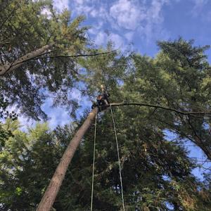 North Valley Tree Care