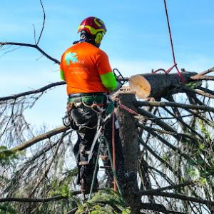 Top Notch Tree & Excavating