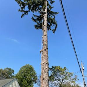 Trejo Tree Trimming & Removal