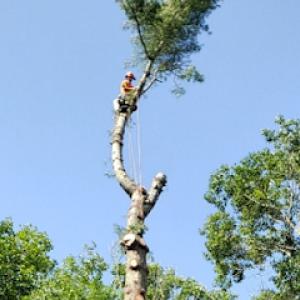 Lamontagne Landscaping & Tree Services