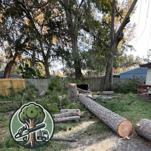 Best Price Tree Removal