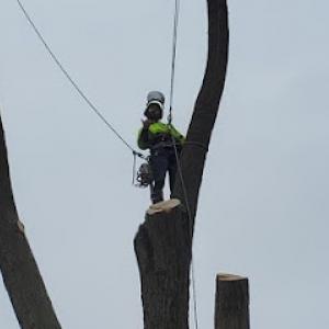 Backwoods Tree Service