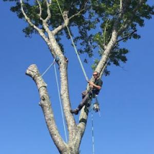 Jt's Tree Service