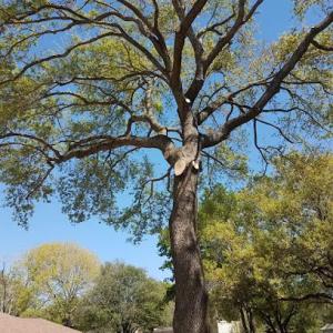 Professional Tree Service