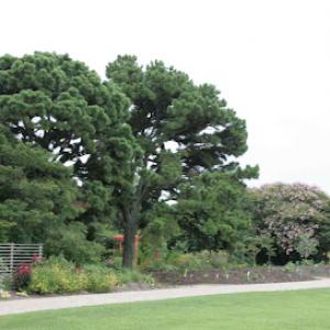 Rockwall Tree Service