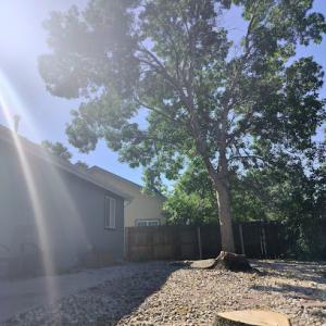 Economy Tree Service