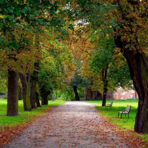Low Over Head Tree Service