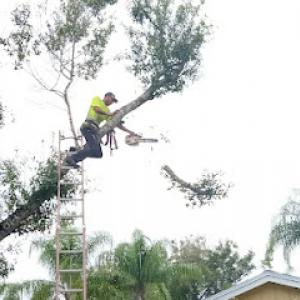Agosto's Family Tree Services