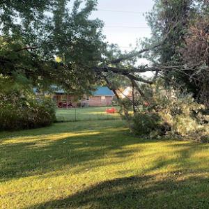 Brushy Branches Tree Care