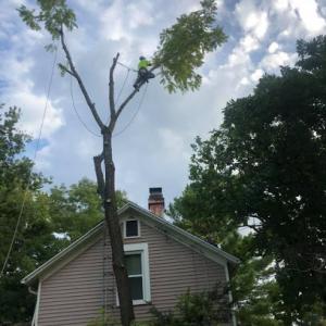 Wade Tree Service