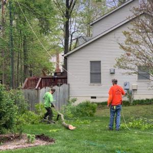 Bullocks Logging & Tree Service