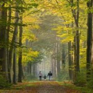 Adolph's A-1 Tree Service A Partnership