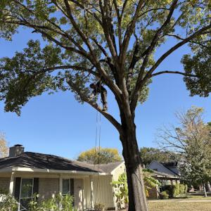 I&B Professional Tree Service