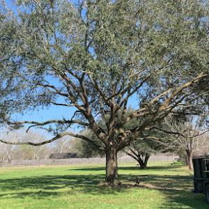 Rosenberg Tree Service