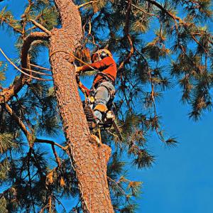 GTS Galvan Tree Services