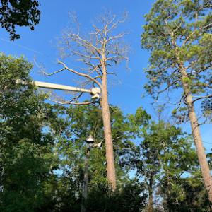 Mountaineer Tree Service