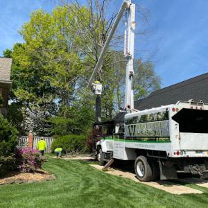 West Tree Service