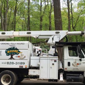 Dan Moore Tree Service