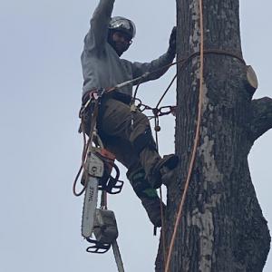 Mid-TN Tree Service