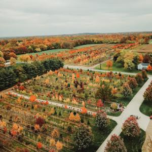Dogwood Hills Tree Farm