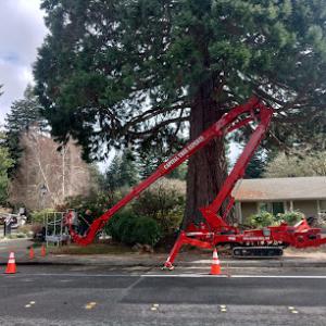 Capital Tree Experts