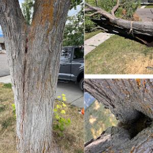 High Country Tree Service