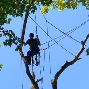 Long Branch Tree Service