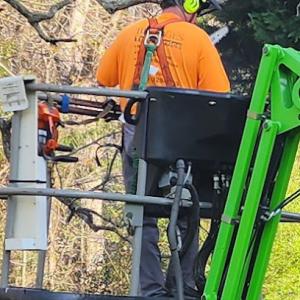 Tony Bridges Tree Service