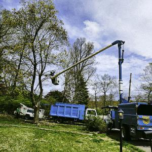 Martinez Tree Services