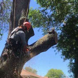 C's Tree Service
